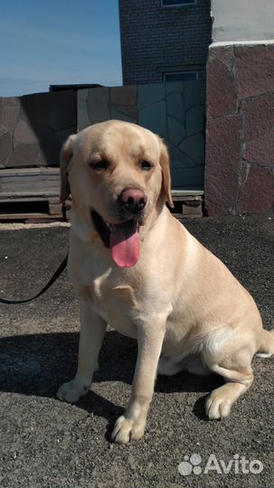 Вязка лабрадор-ретривер