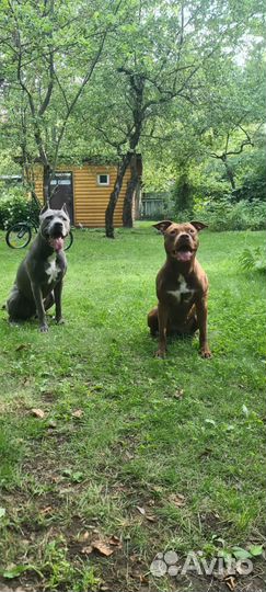 Щенки питбуля