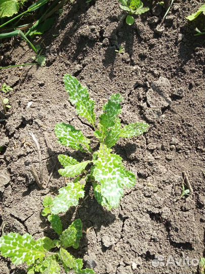 Семена расторопши и др лекарственных растений