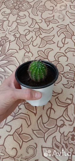 Кактус