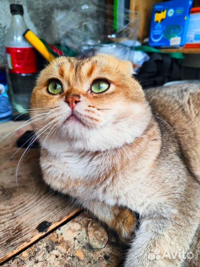 Вязка Кот