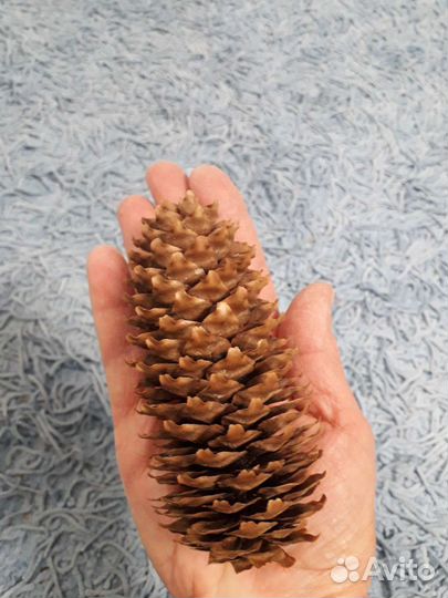 Шишки отборные еловые 50 штук в коробке