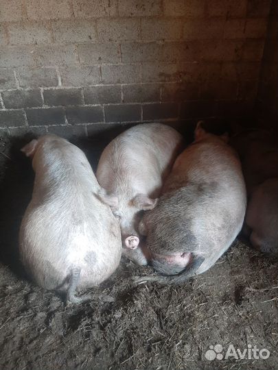 Свиноматки