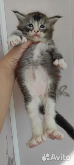 Котята мейн-кун полидакт