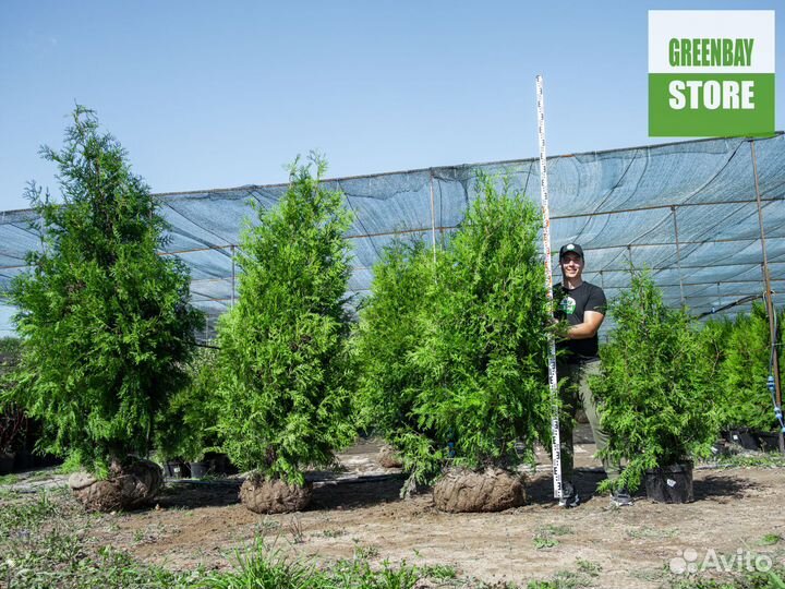 Туя брабант 2 м свежая копка 2023