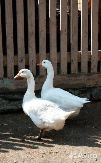 Гуси