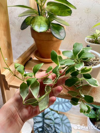 Хойя хешкелиана альбомаргината