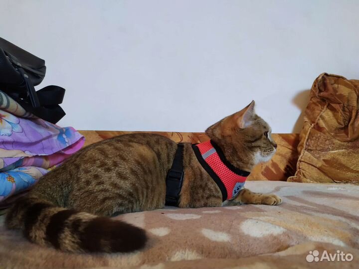 Британский котенок