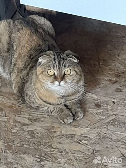 Вислоухая кошка