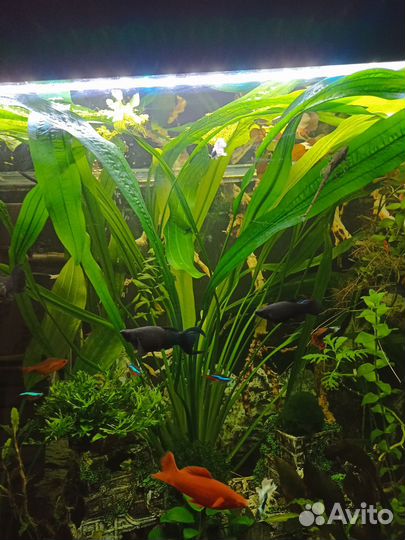 Аквариумные растения, креветки
