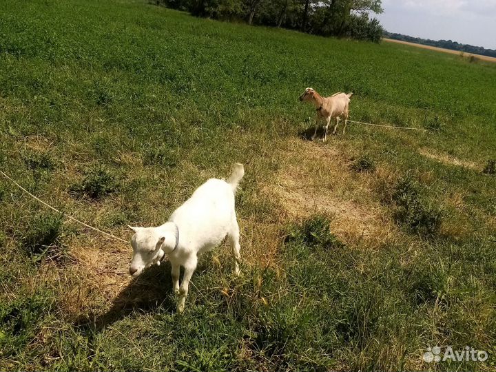 Козы ламанча