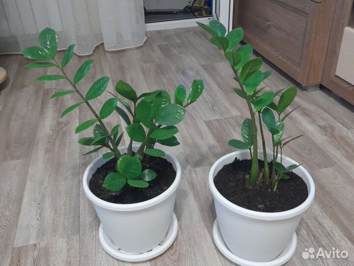 Замиокулькас