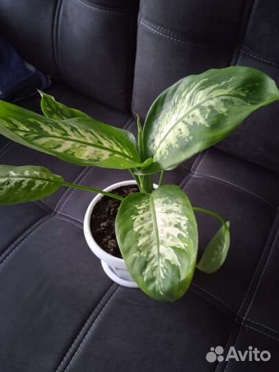 Диффенбахия