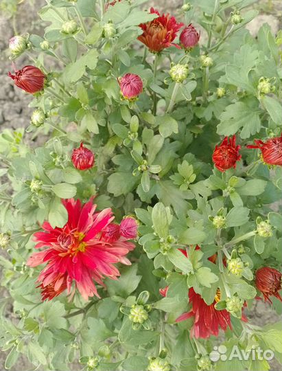 Хризантема