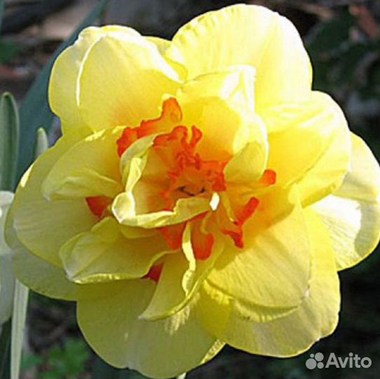 Луковицы нарциссов