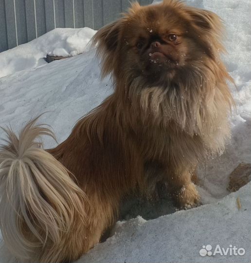 Щенки пекинеса
