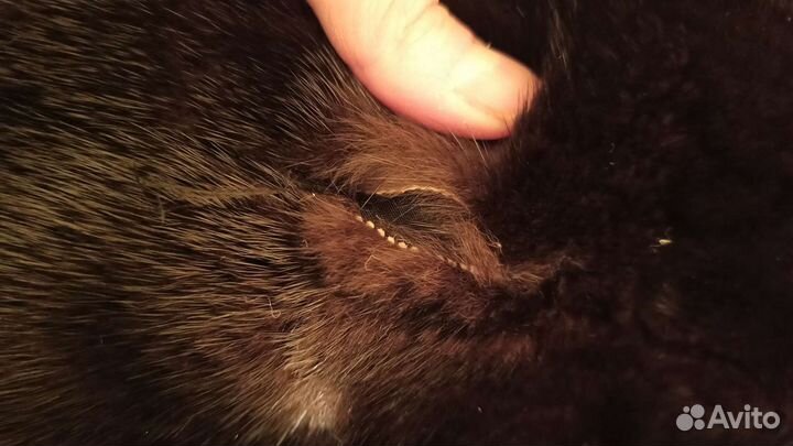 Пошив и ремонт одежды, трикотажа, меха, кожи