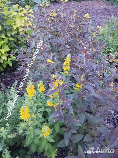 Вербейники разные