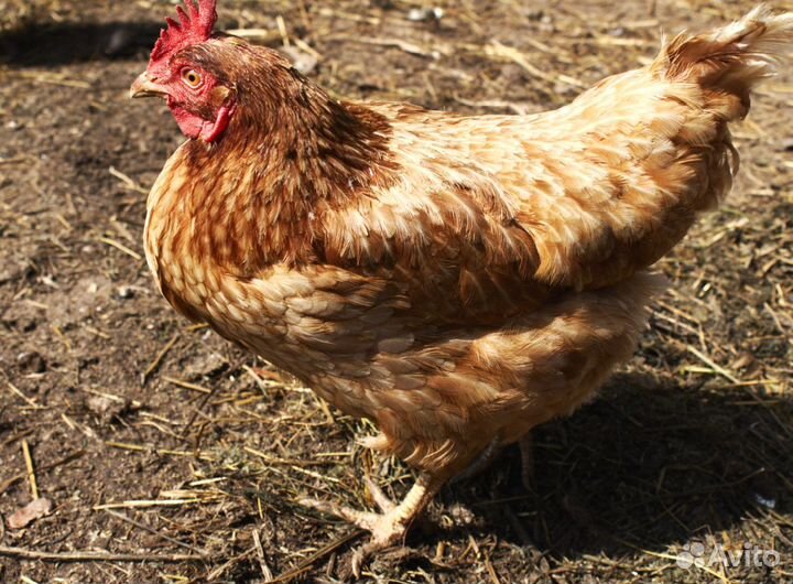 Куры молодки несушки