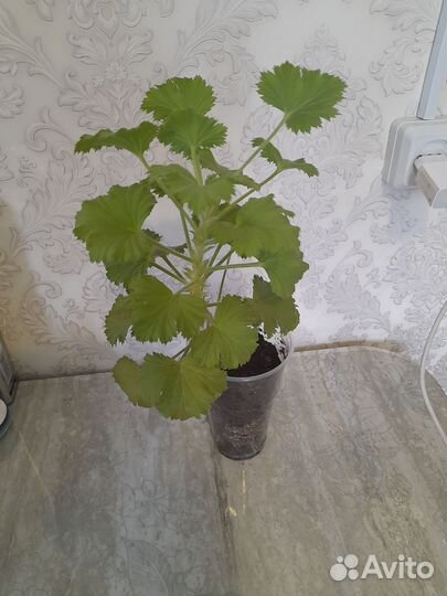 Королевская пеларгония