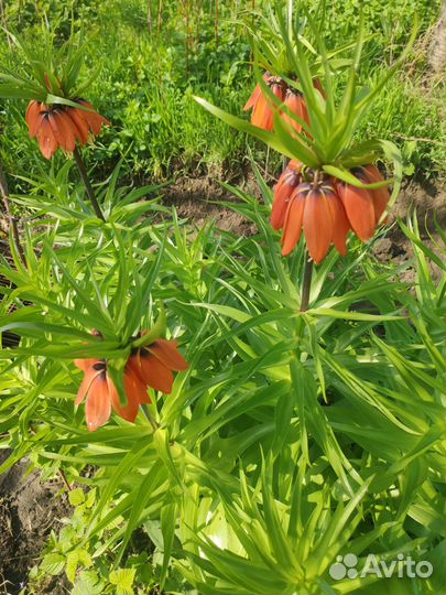 Рябчик императорский