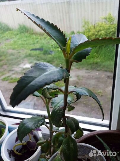 Каланхоэ, каллы