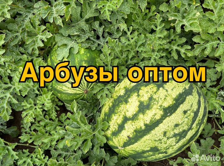 Арбуз Оптом