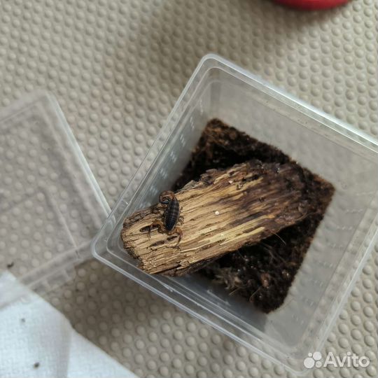 Паук птициед, скорпион