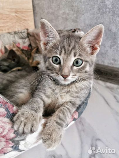 Котенок мальчик в добрые руки