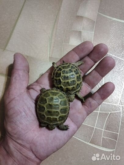 Пара сухопутных черепашек
