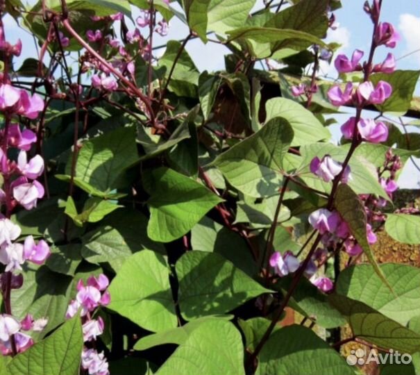 Семена декоративной фасоли Пурпурный Долихос