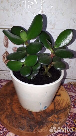 Толстянка 3штуки - цена за все