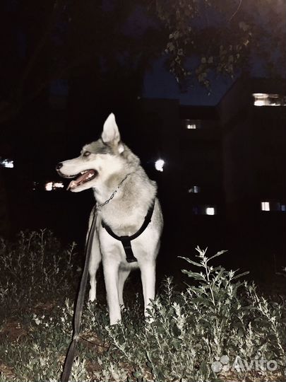 Модель для фотосессии