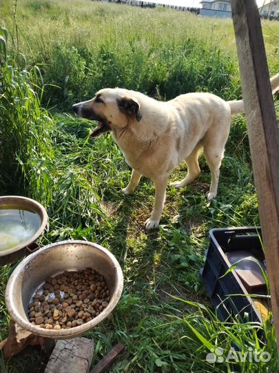 Собаки бесплатно