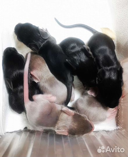 Дегу бесплатно