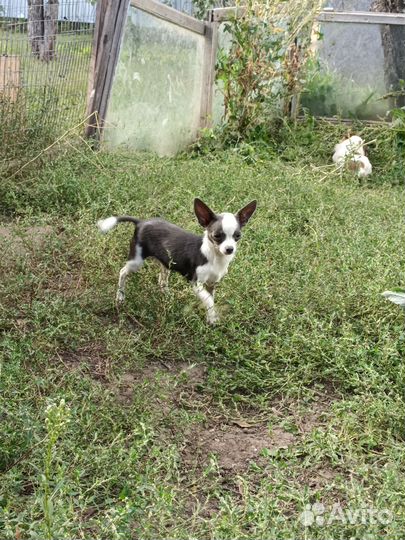 Щенки чихуа, мальчики и девочки