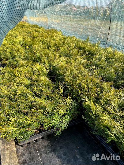 Туя Смарагд черенки - кассета