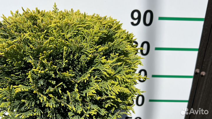 Кипарис чупс 95 см