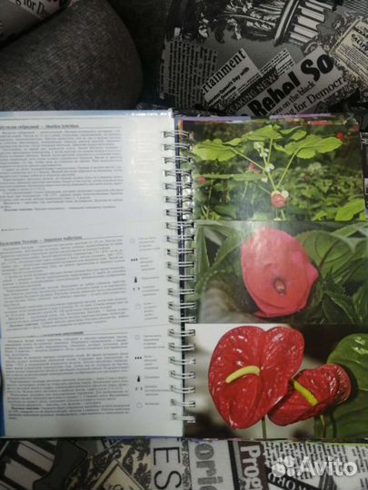 Книга про цветы, уход, характеристика