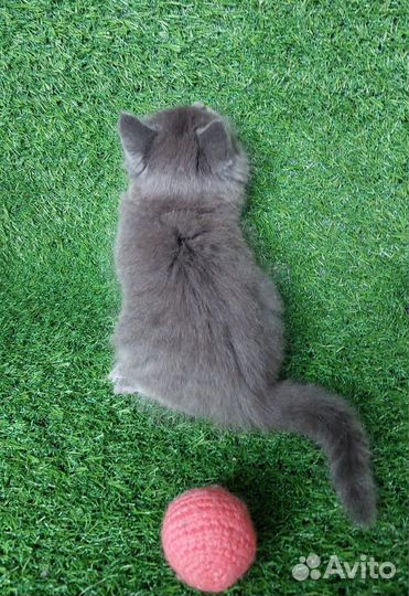 Котёнок Сильвер британец