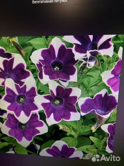 Вегетативная петуния