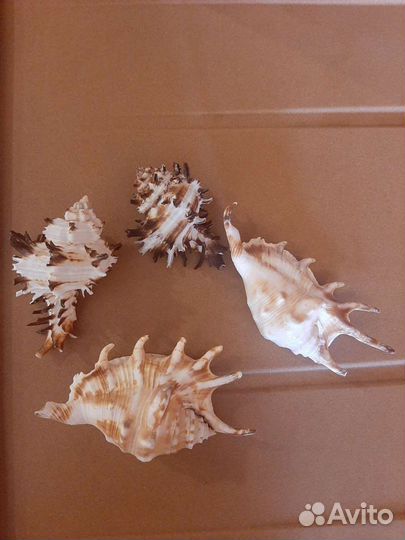 Большие морские раковины