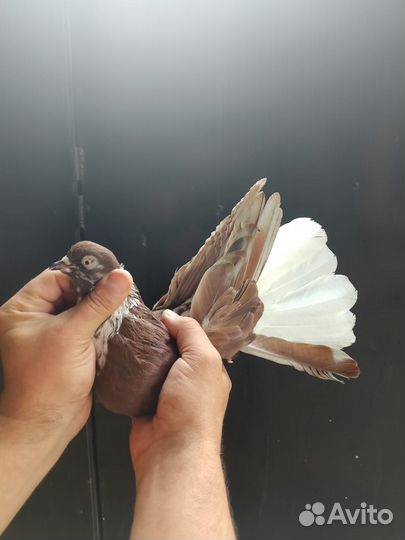 Голуби николаевской породы