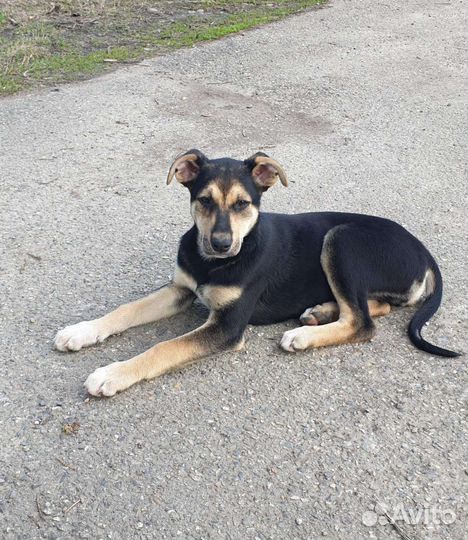 Собаки бесплатно в добрые руки