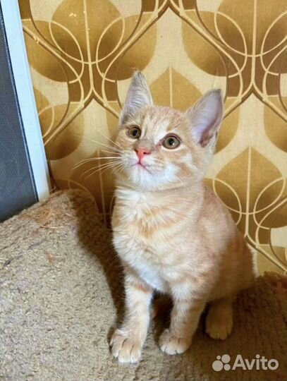 Рыжий малыш в поисках дома