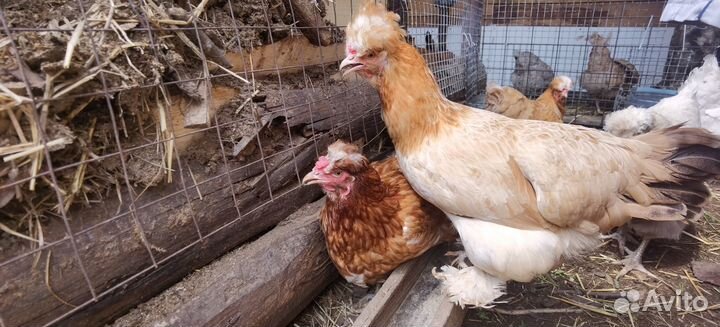 Куры несушки