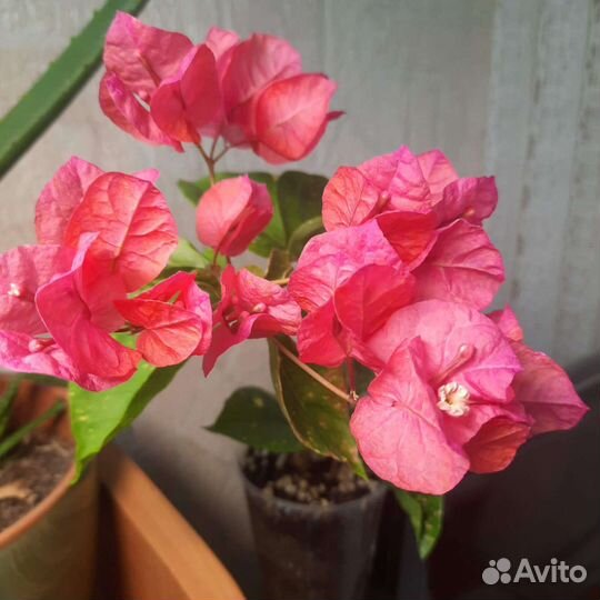 Бугенвиллия