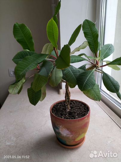 Эуфорбия Молочай беложилковый