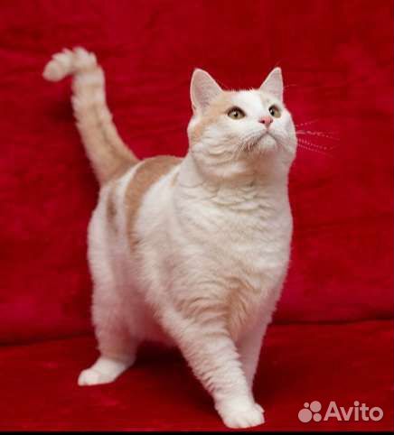 Молодой котик Ерема в добрые ручки)