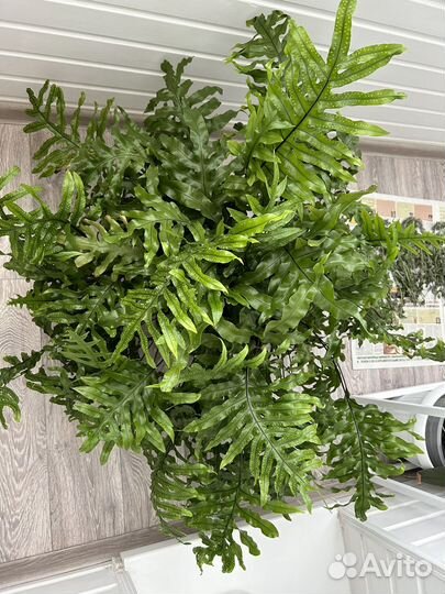 Папоротник микросорум